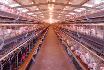 国家发钱啦！高达100万元的农业补贴，家禽养殖户你能否领到？