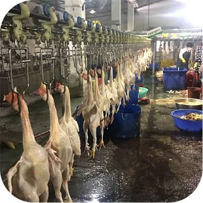 浦北县家禽定点屠宰厂 规范家禽屠宰，保障食品安全