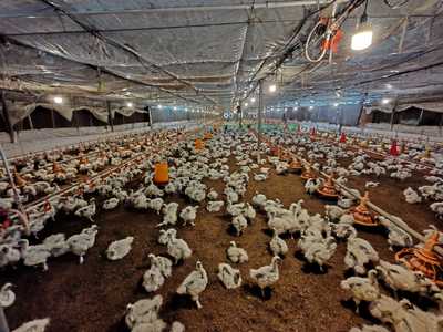 贵港市覃塘区张德军家禽养殖农民专业合作社简介