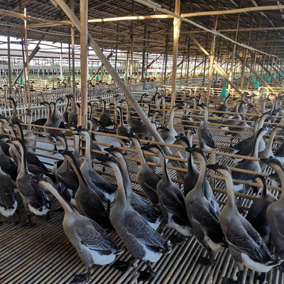 新鲜黑棕鹅按需加工 满足现代家禽消费新需求