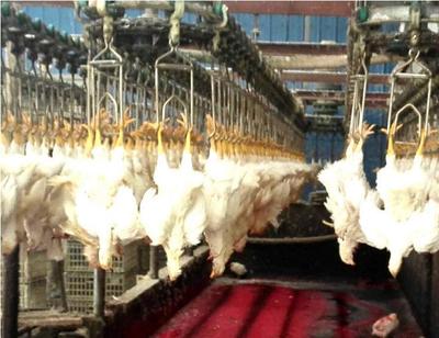 高效、卫生、自动化 诸城宏纳机械大型家禽屠宰流水线设备全面解析