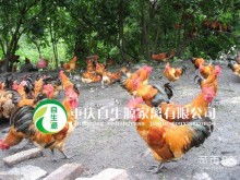 梁平县自生源家禽养殖基地 绿色生态养殖，助力乡村振兴