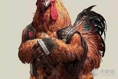 阳山县江英旭峰家禽养殖专业合作社 现代化家禽饲养的典范