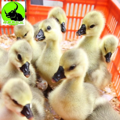 广东湛江合浦狮头鹅苗 品质优良，家禽饲养的理想之选