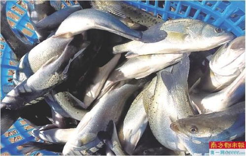 解锁乡村振兴的汕尾密码 深挖本地资源优势，推进家禽饲养特色产业赋能