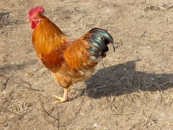 土养家禽的商机探索与经验分享——以临海论坛为例