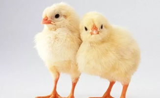 科学预防家禽呼吸道疾病，守护养殖效益