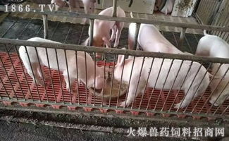 养猪业不死，散养户不亡 家禽饲养与家庭农场的未来趋势