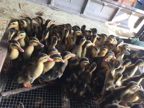 忠县本地鸭稻田鸭苗养殖优势与麻鸭苗批发价格指南
