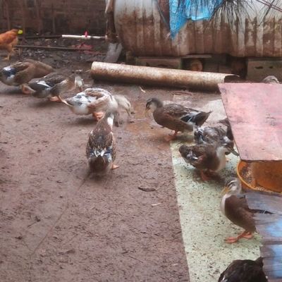 青头鸭的饲养与管理 从雏鸭到成鸭的全过程指南