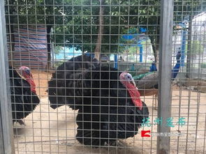 抚州梦湖动物园“家禽风波” 科普教育还是“忽悠”游客？