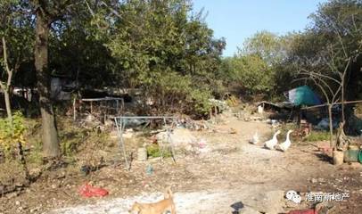 舜耕山风景区内家禽饲养引众怒，监管执法陷困境