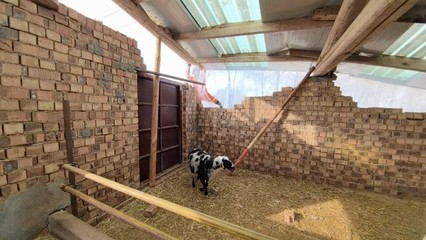 驻村包点抗灾救援显担当 家禽饲养产业稳中求恢复