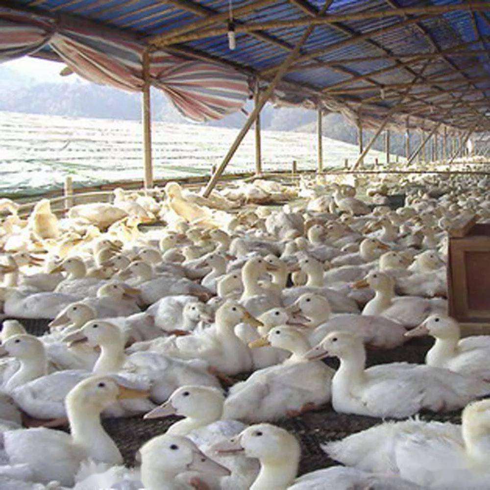 提升肉鸭养殖效益的关键 八个不可忽视的饲养管理要点