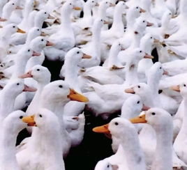 夏季肉鸭养殖管理技术及4大注意事项