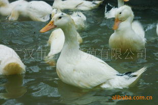 健康生活新选择 超级瘦肉型芙蓉鸭苗－吃瘦肉的秘诀首选