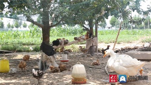 单县徐红彦 苹果树下育家禽，生态养殖巧致富