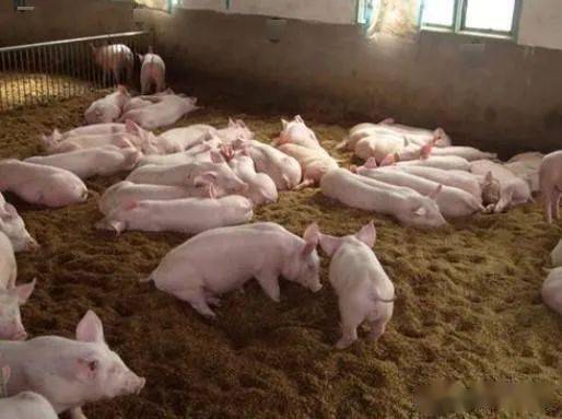 低设施投入 特种养殖栏舍改造成环保养猪舍的实战技术