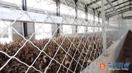 永州正源家禽大市场开启试营业，日宰杀量达6万-8万羽