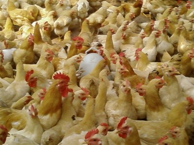 家禽的养殖与经济价值