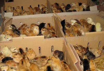 土鸡苗选购指南 青脚土鸡苗、草鸡苗、柴鸡苗全方位解析