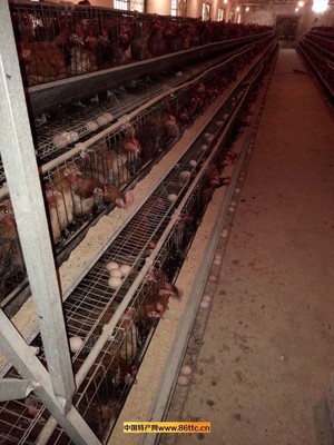 优质种鸡 家禽产业的基石与特色原产地