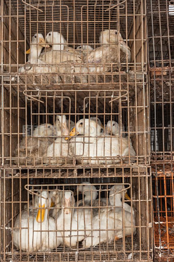 家禽饲养与屠宰 鸭产业链的优化与管理