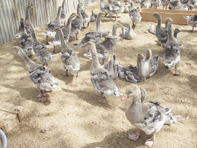 朗德鹅的饲养及疾病防治 家禽养殖的科学指南