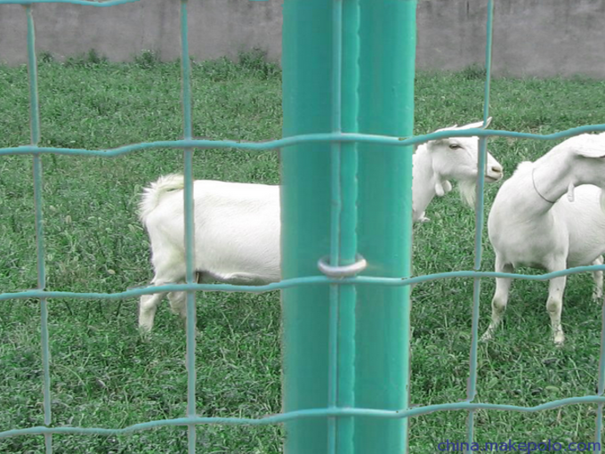 家禽饲养 技术与管理的艺术