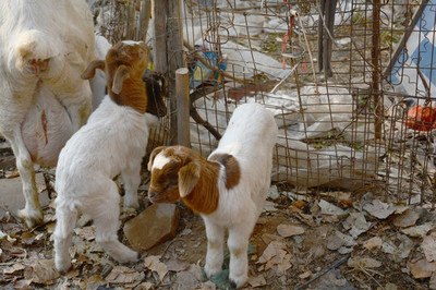家禽饲养 羊与其他家禽家畜的管理与实践