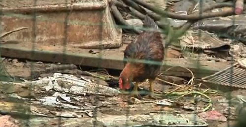 宜兴花鸟市场家禽饲养扰民，周边居民生活受困