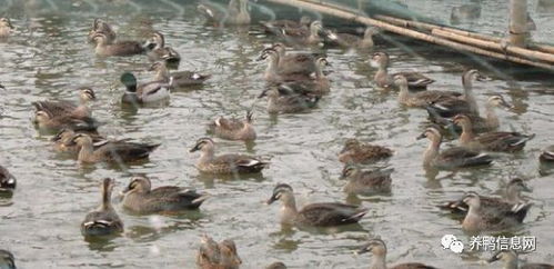 人工养殖野鸭的注意事项与家禽饲养要点