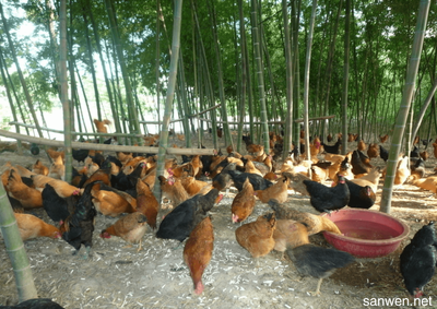 鸡的饲养技术与家禽饲养要点